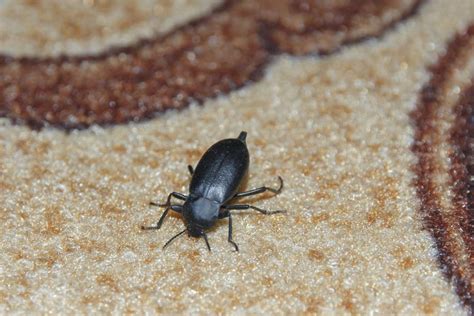 Un-snug the Bug in Your Rug: Detecting & Preventing Carpet Beetles