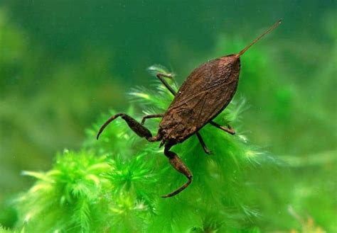 10 Predatory Insects To Avoid At All Costs