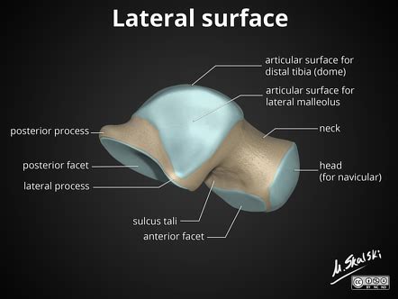 Talus | Radiology Reference Article | Radiopaedia.org