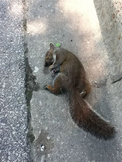 Dead squirrel seriously | Dead squirrel, Squirrel, Animals