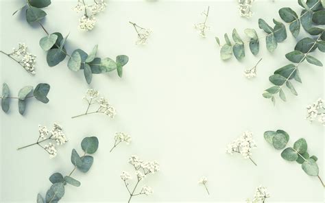 Eucalyptus Wallpaper 4K, Leaves, Gypsophila, Sage green