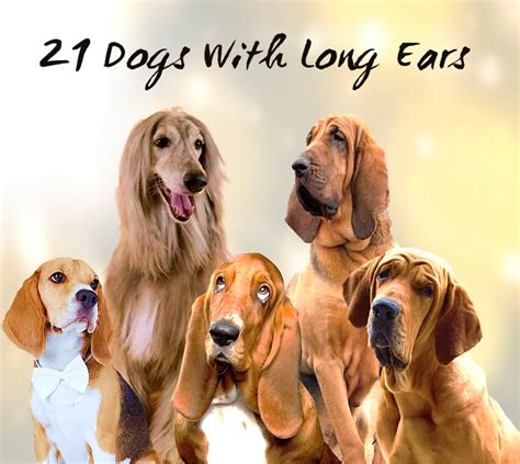 21 Dogs With Long Ears: Photos, Statistics, and More - PetHelpful