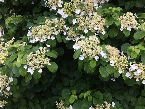 Hydrangea petiolaris syn. Hydrangea anomala petiolaris Climbing hydrangea Z 4-8 - Heritage ...