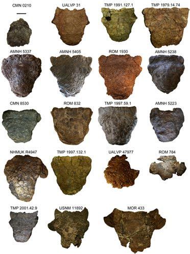 When is a Euoplocephalus a Euoplocephalus? New research into Ankylosaurs of North America ...