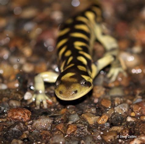 Barred Tiger Salamander | ... heading my way. Lubbock Co., T… | Flickr