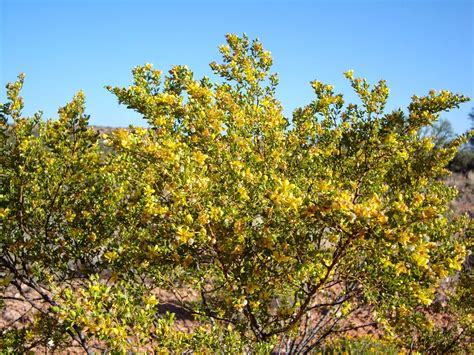 Larrea Divaricata / Larrea Tridentata Also known as: Creosote Bush ...