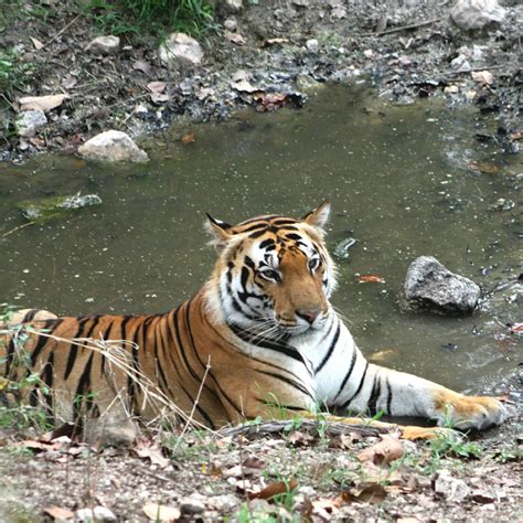 KANHA NATIONAL PARK (Mandla): Ce qu'il faut savoir pour votre visite ...