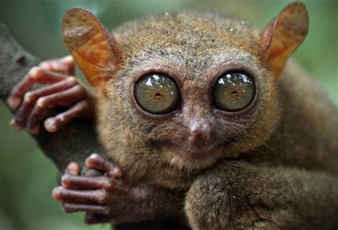 tarsier-4 | Rare animals, Interesting animals, Monkey stuffed animal