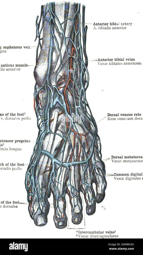 Veins arteries foot hi-res stock photography and images - Alamy