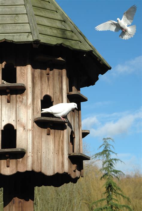 What Should You Know About Releasing Doves at Events? - A Sign of Peace ...