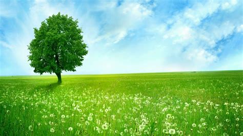 Green Nature Wallpapers - Top Những Hình Ảnh Đẹp