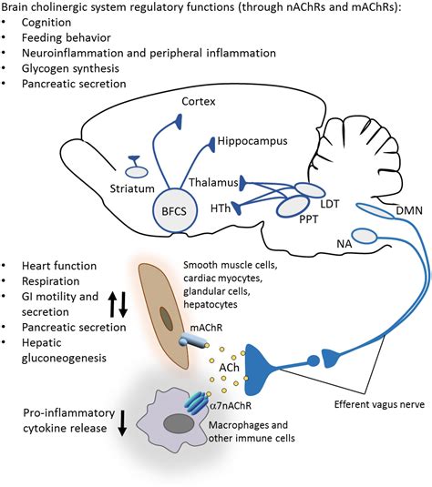 Frontiers | Cholinergic Control of Inflammation, Metabolic Dysfunction, and Cognitive Impairment ...