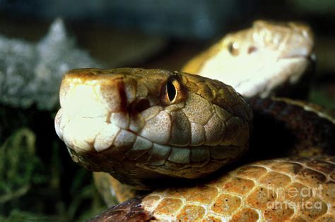 Copperhead, Agkistrodon contortrix, Viperidae Photograph by Wernher Krutein - Fine Art America