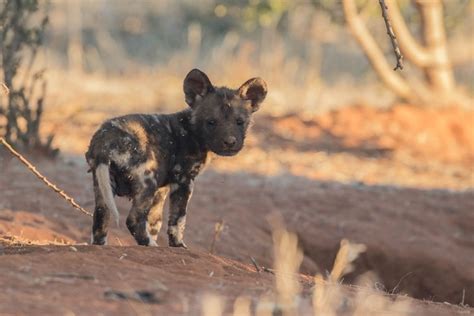 13 Wild dog pups born at Kalahari reserve - Africa Geographic