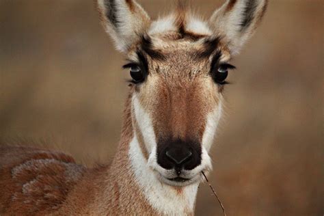 Black Hills Wildlife