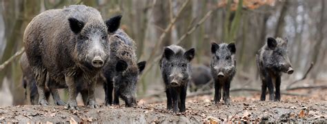 Wild Pigs - Canadian Council on Invasive Species