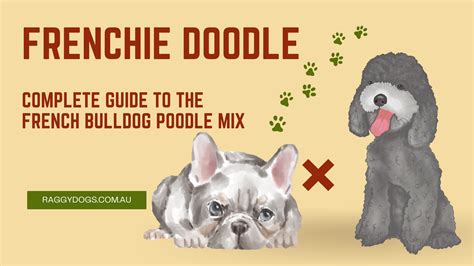 Frenchie Doodle - Complete Guide to the French Bulldog Cross Poodle Mix Breed - Raggy Dogs Blog