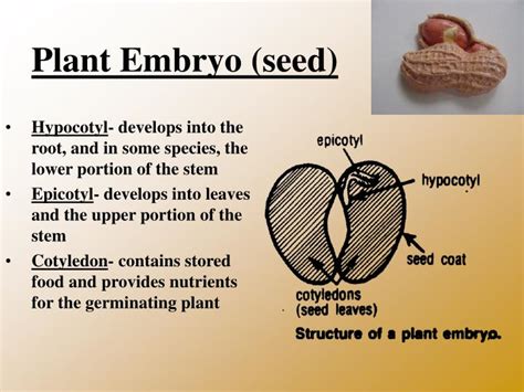 PPT - The Plant Embryo “The Peanut” PowerPoint Presentation - ID:6957510