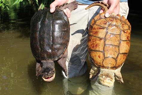 Two snapping turtles, Virginia, being held properly (never just by the end of the tail ...