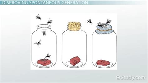 Spontaneous Generation Theory | Definition & Examples - Lesson | Study.com