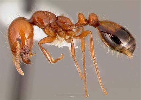 Southern fire ant | Solenopsis xyloni | Insect