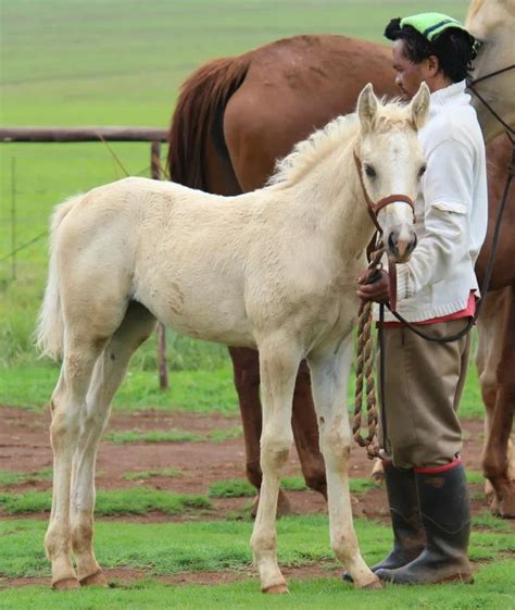 Building Bonds: Early Training Tips for Healthy Foal Development - 4theloveofhorses