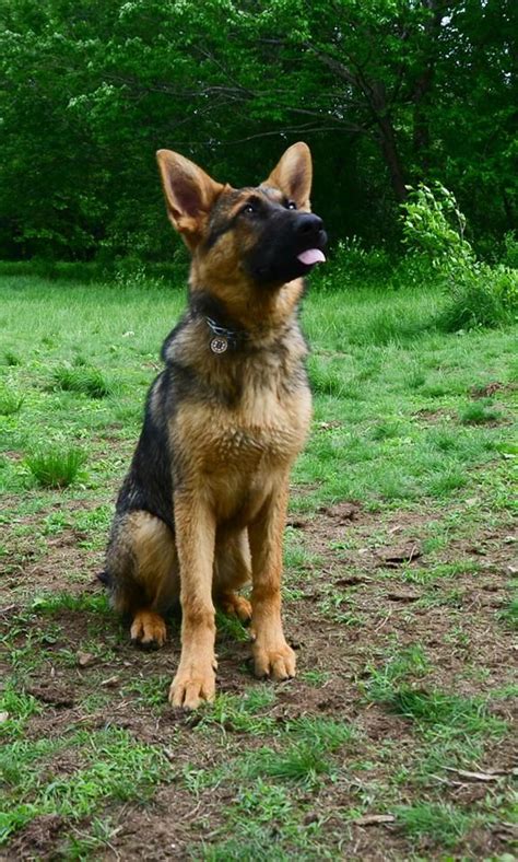 german shepherd behavior | German shepherd, German shepherd temperament, German