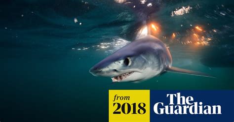 World's fastest shark speeding toward extinction | Sharks | The Guardian