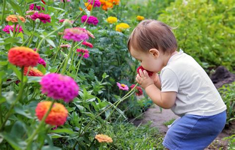 Creeping Zinnia Care: How To Grow And Care For Creeping Zinnia Flowers