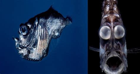 Deep Sea Hatchetfish