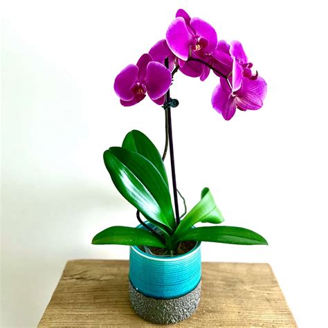 Phaleanopsis Orchid Plant | Fresh Flowers Sydney Delivery