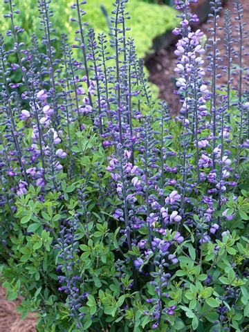 Baptisia Purple Smoke | Bluestone Perennials