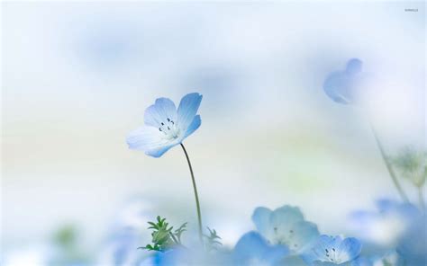 Blue Flower Wallpaper (60+ pictures)