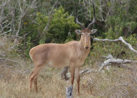 Let Us Save the Hirola, the World’s Rarest Antelope | Safari Web