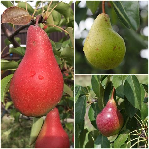 3-in-1 Pear Jubilee Tree - Different pear varieties grow on each 3 lim – Online Orchards