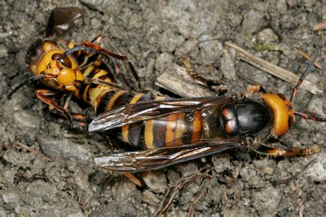 A new queen - "Murder hornet" spotted in the United States - Pictures ...