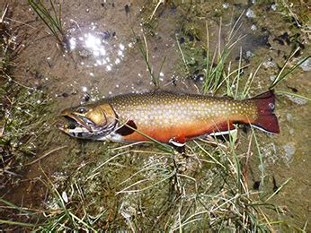 Fishing for Brook Trout (non-native)