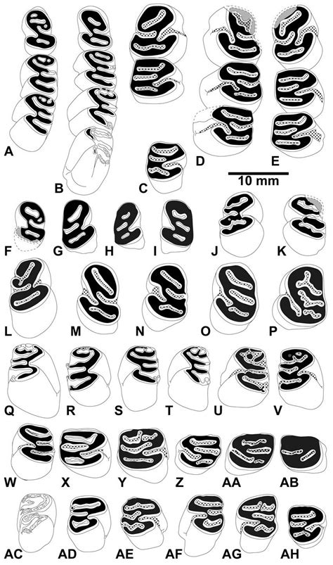 Occlusal pattern of lower cheek teeth of the beaver Steneofiber... | Download Scientific Diagram