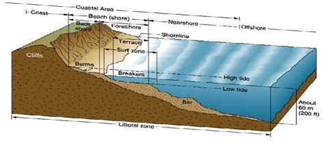 Littoral Zone - Definition, Organism and Quiz | Biology Dictionary