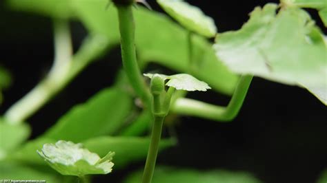 Brazilian Pennywort Care, Roots, Stems & Leaves