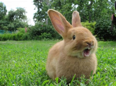 The Top 55 Best Pet Rabbit Breeds in A-Z Order - A-Z Animals