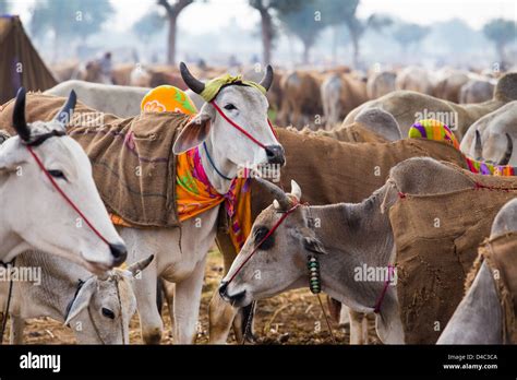 Nagaur Cattle Fair, Nagaur, Rajasthan, India Stock Photo - Alamy