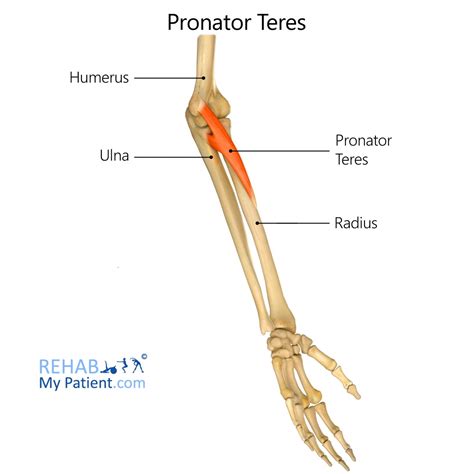 Pronator Quadratus Origin And Insertion