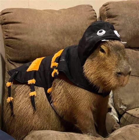 CAPYBARA MAN on Twitter | Capybara, Cute animals, Funny animals