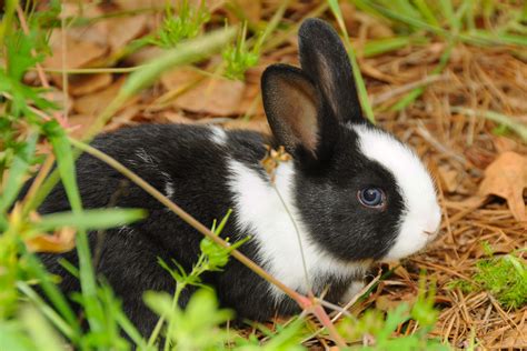 30 Cute Bunny Pictures to Make You Smile — Adorable Bunnies