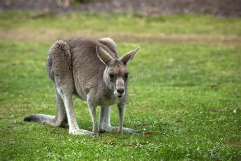 864 Kangaroo Eating Grass Stock Photos - Free & Royalty-Free Stock Photos from Dreamstime