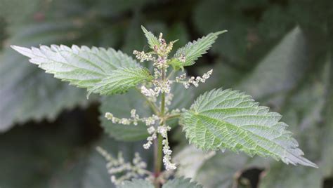 Stinging nettle – Urtica dioica - Plant & Pest Diagnostics