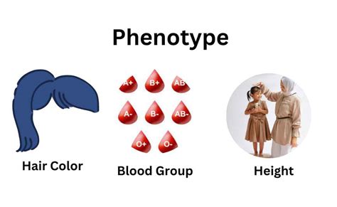 What Is Phenotype?-Definition, Examples, and Relation with Genotype | Relationship Between ...