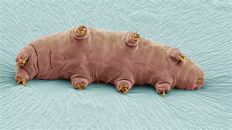 Searching Tardigrades for Lifesaving Secrets (Published 2019) | Tardigrade, Invertebrates, Moss ...