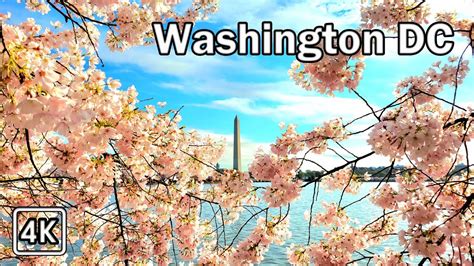 [4K] Cherry Blossom Walk in Washington DC with Relaxing Oriental Music - YouTube